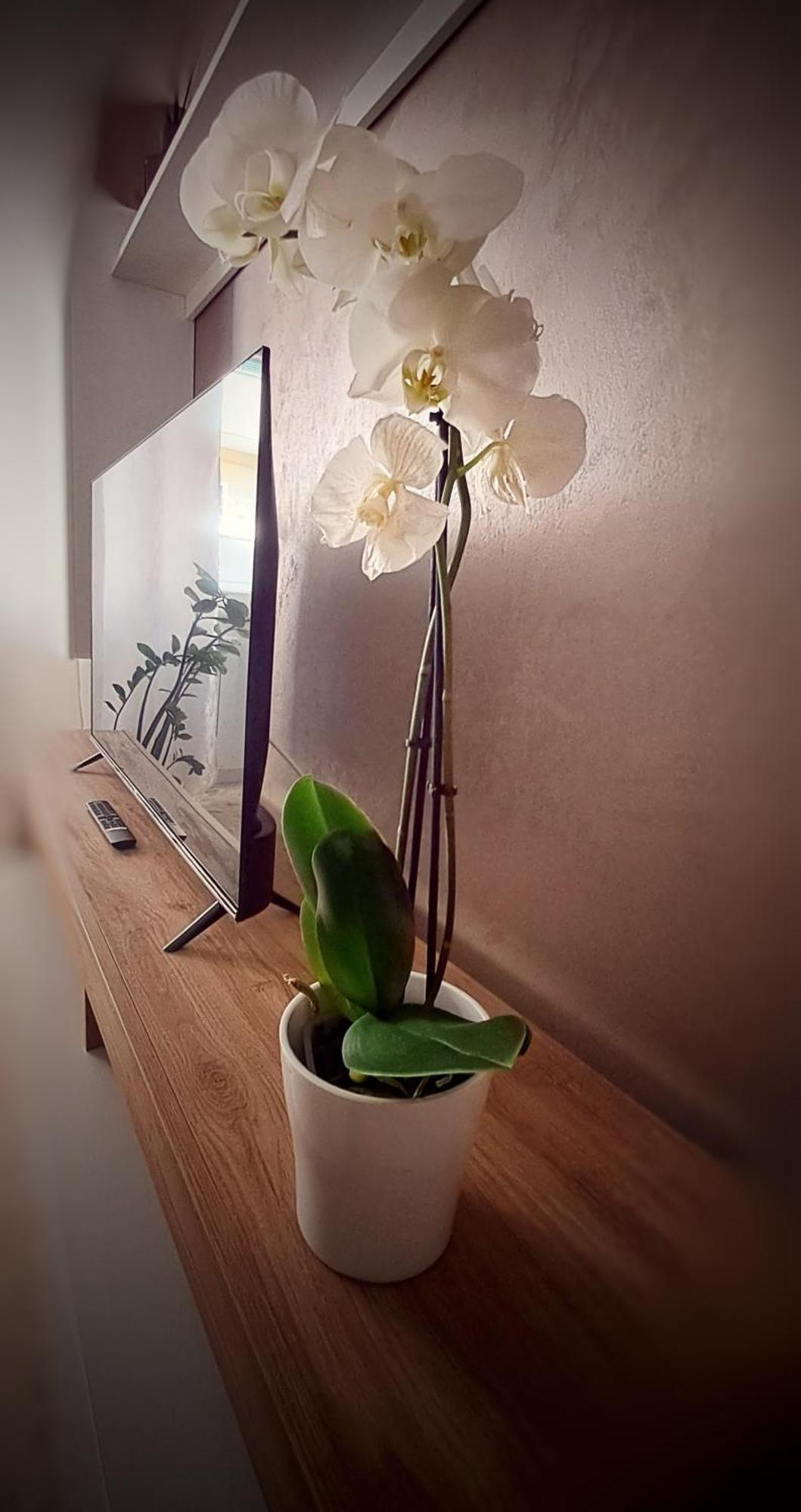 Roma Bema Apartment - Charme E Relax A Due Passi Dal Vaticano Εξωτερικό φωτογραφία